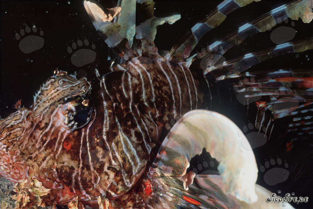 Affascinante pesce scorpione indiano nel suo ambiente naturale