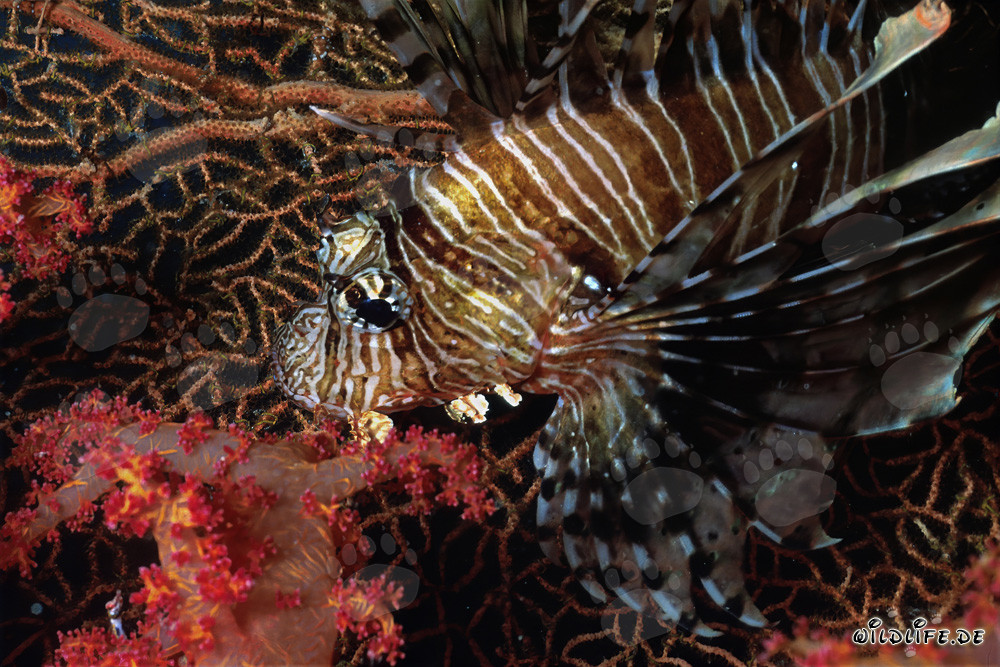 Poisson-scorpion indien fascinant devant corail mou et gorgone