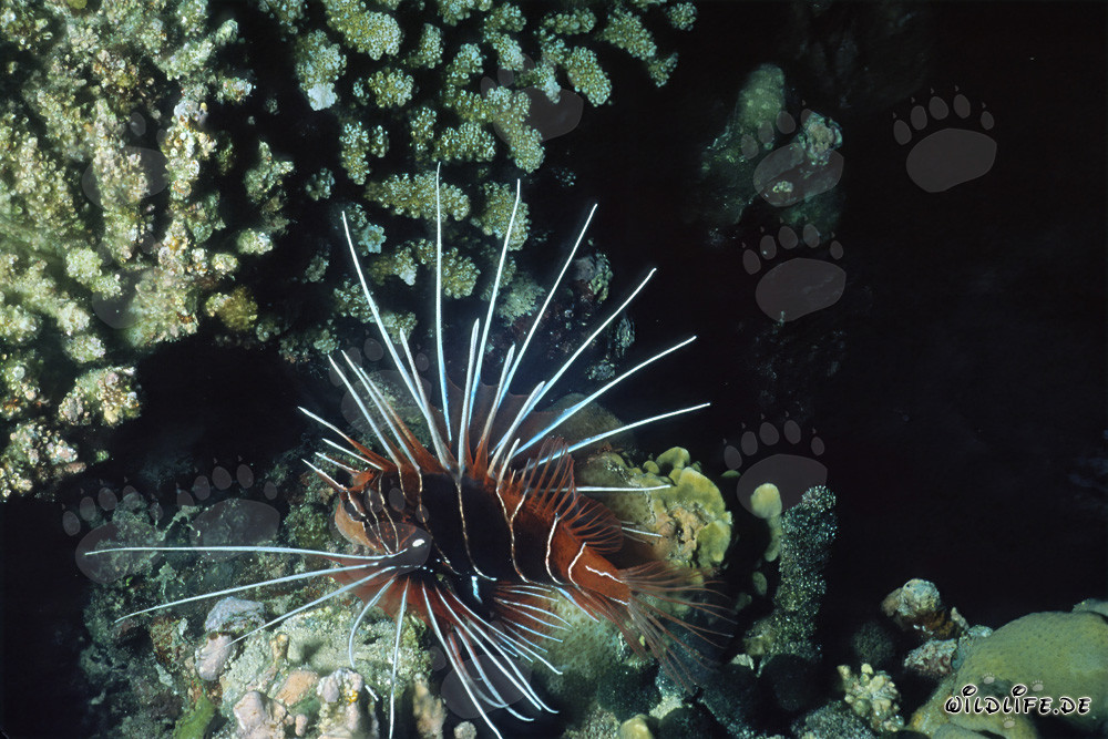 Pesce scorpione nel Mar Rosso