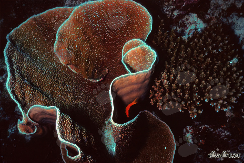 Fascinating stony coral in the waters of the Maldives