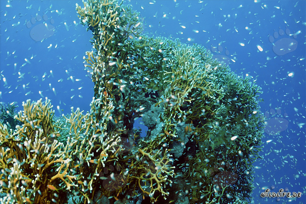 Fascinating fire coral in the clear waters of the Red Sea