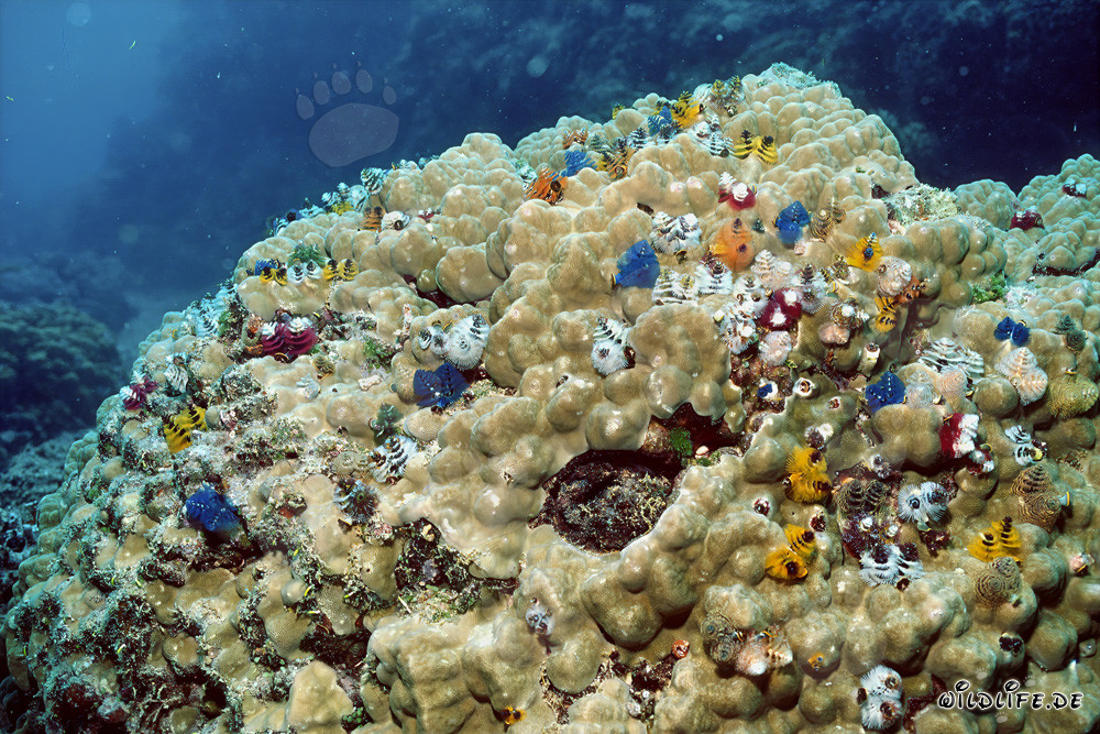 Gusanos tubícolas coloridos en un bloque de coral en Fiji
