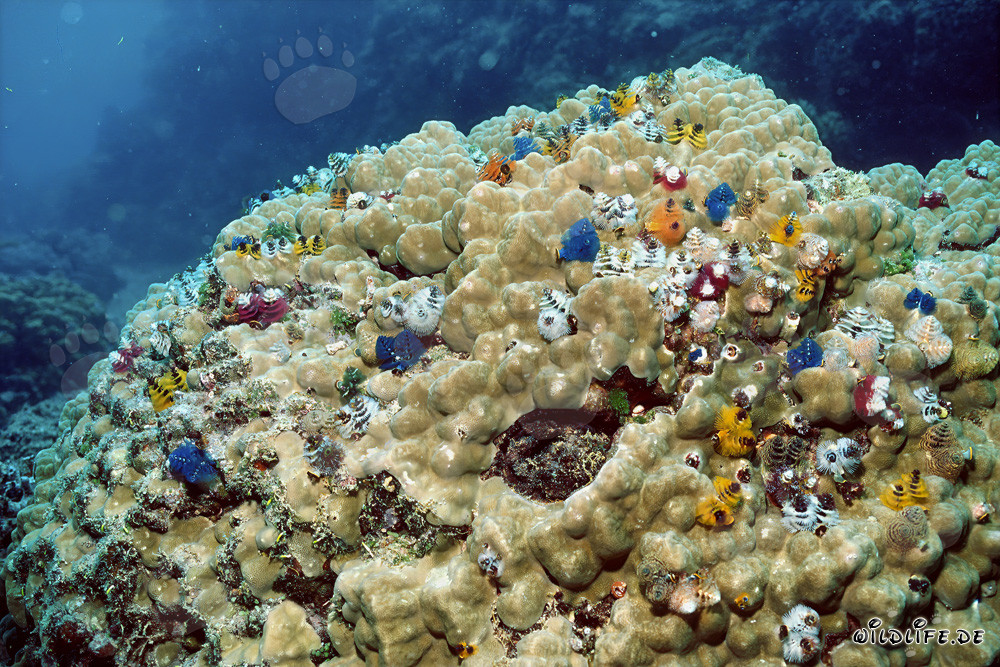 Vers colorés de vers tubicoles sur un bloc de corail à Fidji