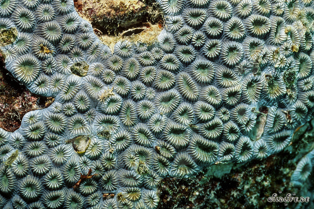 Fascinating Stony Coral in the Red Sea off Ras Mohammad, Egypt