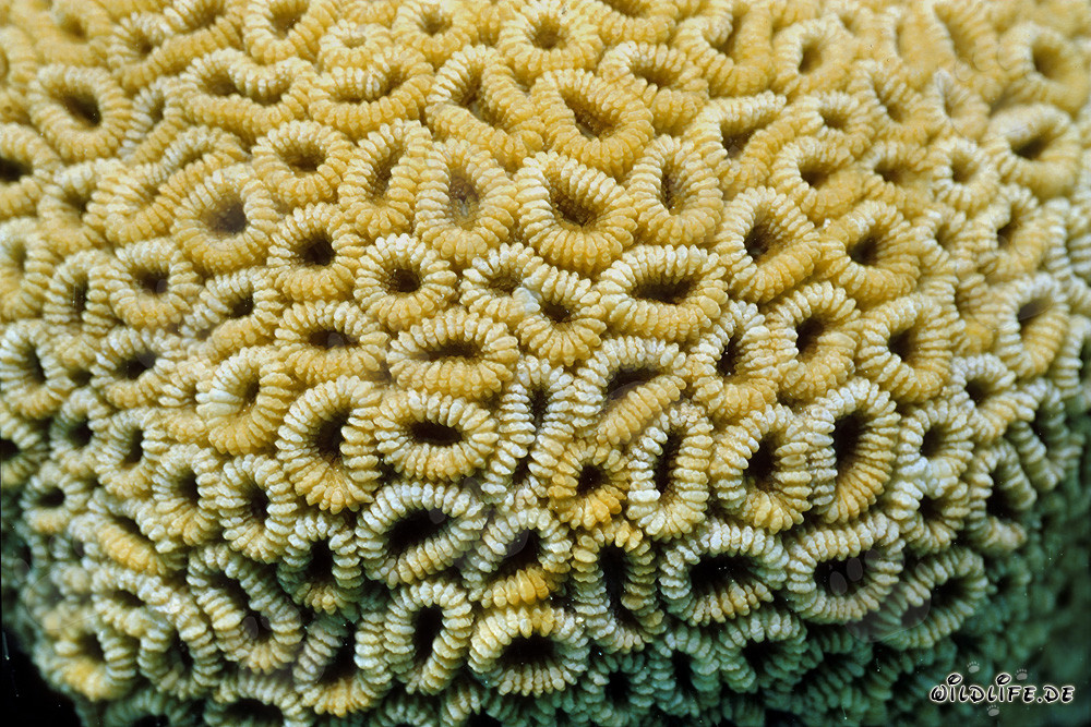 Fascinating stony coral in the crystal-clear waters of the Red Sea