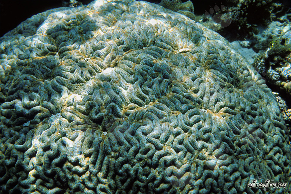 Fascinating Brain Coral in the Red Sea off Ras Mohammad, Egypt