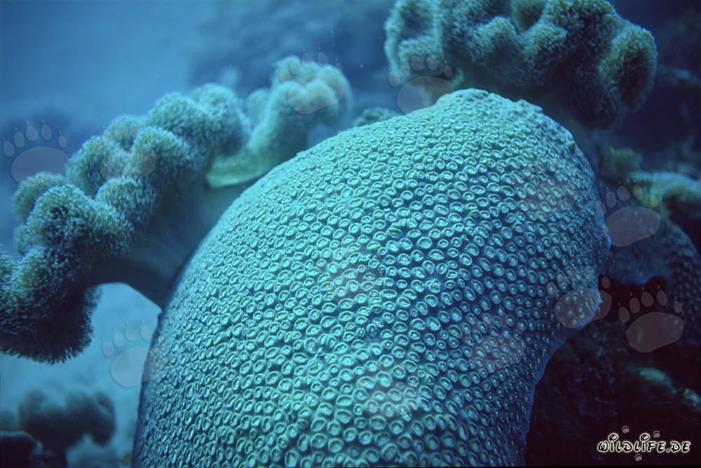 Fascinating stony coral in the clear waters of the Red Sea