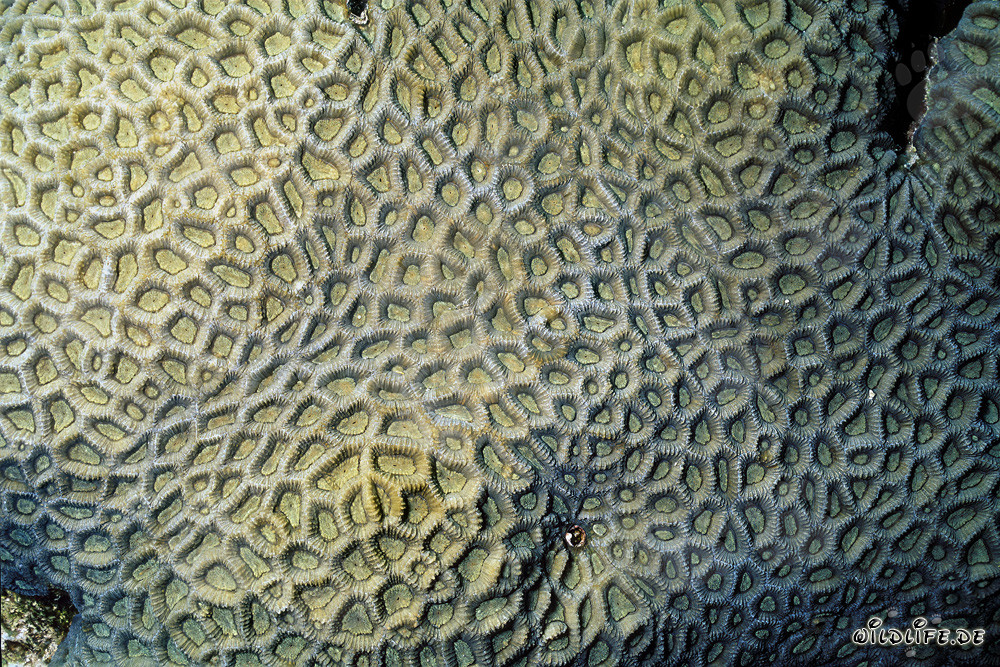 Affascinante corallo di pietra nel Mar Rosso di fronte a Ras Mohammad, Egitto