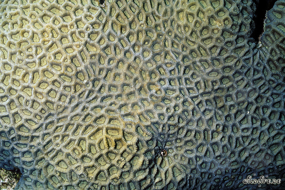 Fascinating stony coral in the Red Sea off Ras Mohammad, Egypt