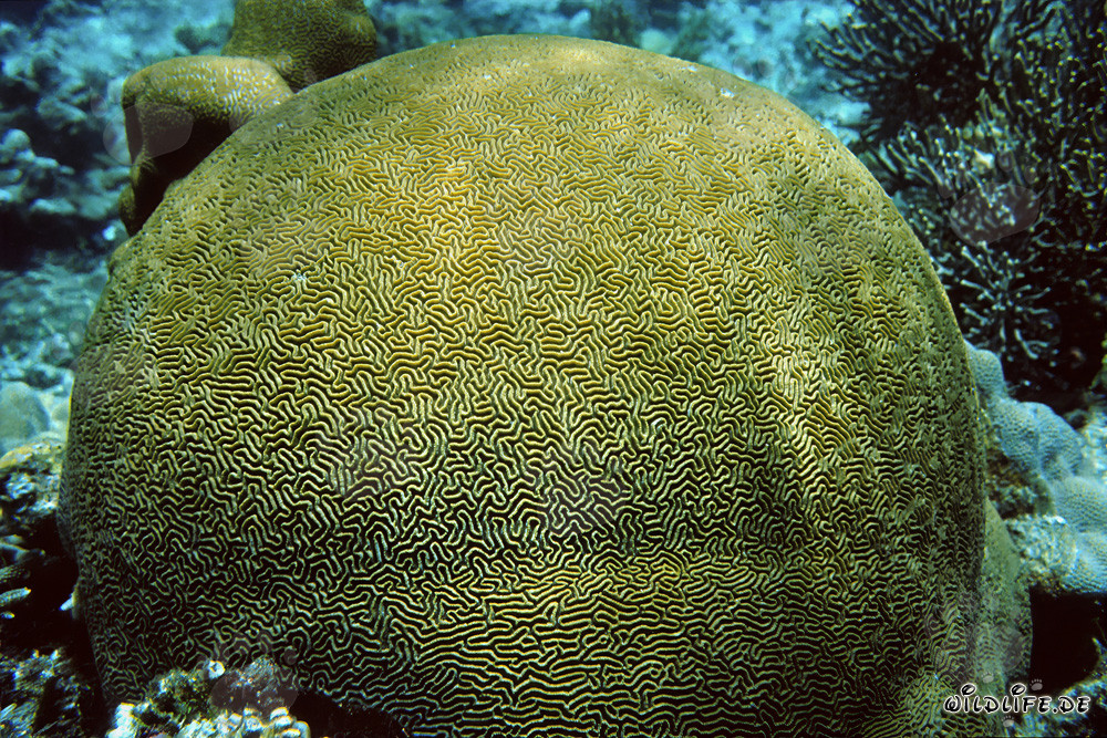 Affascinante corallo di pietra nelle acque cristalline del Mar Rosso