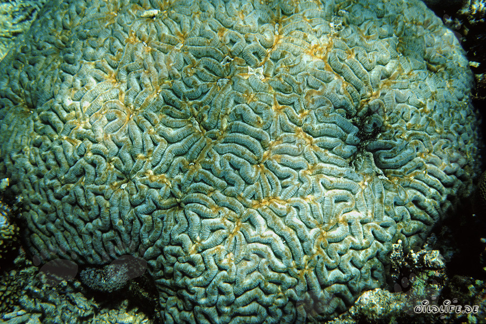 Affascinante corallo nelle acque di Ras Mohammad, Egitto