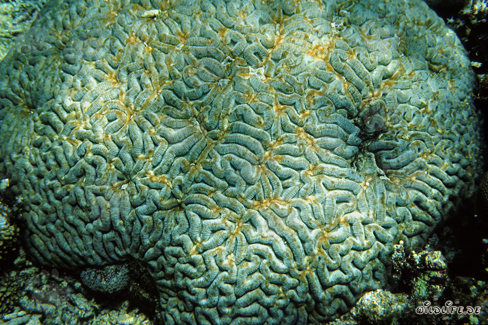 Fascinating stony coral in the waters of Ras Mohammad, Egypt