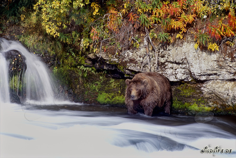 Braunbär im Spätherbst am Wasserfall