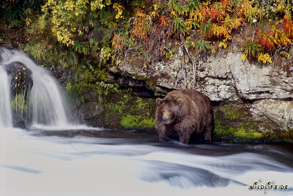 Brown bear in the late autumn at the waterfall