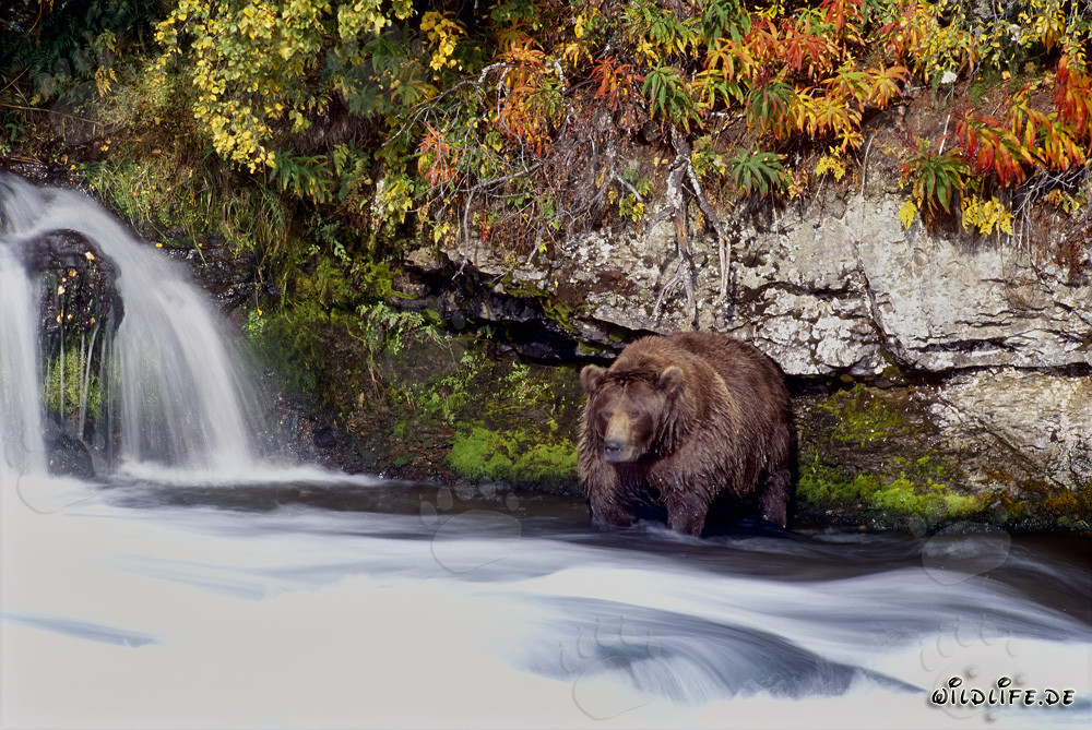 Orso bruno alla fine dell'autunno presso la cascata