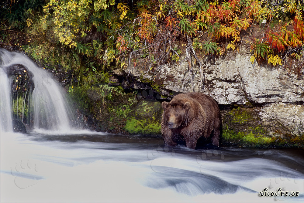 Oso pardo a finales de otoño junto a la cascada