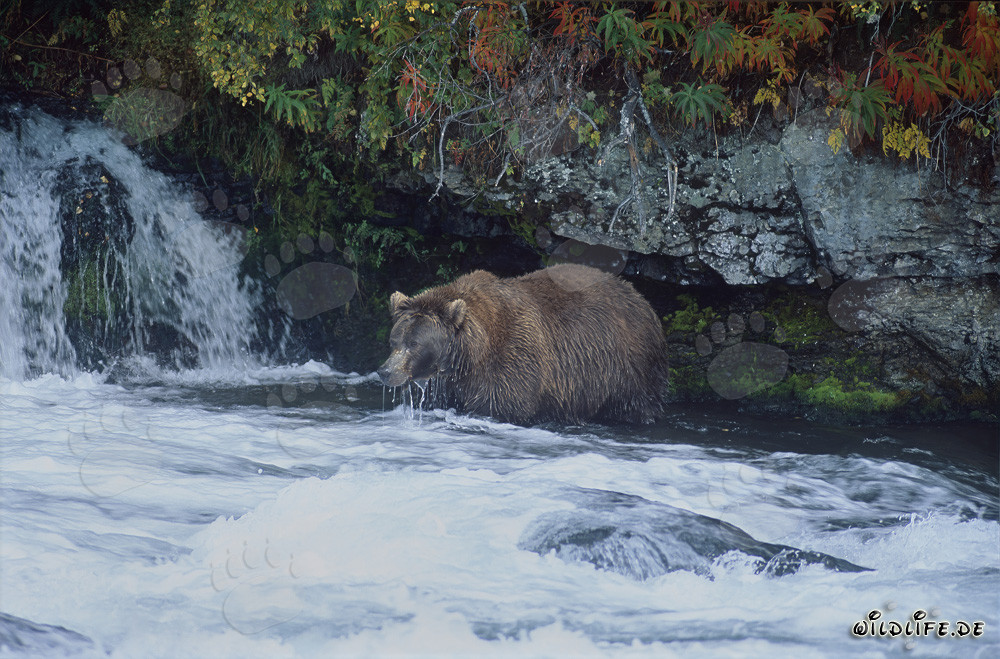 Braunbär auf Lachssuche am Wasserfall