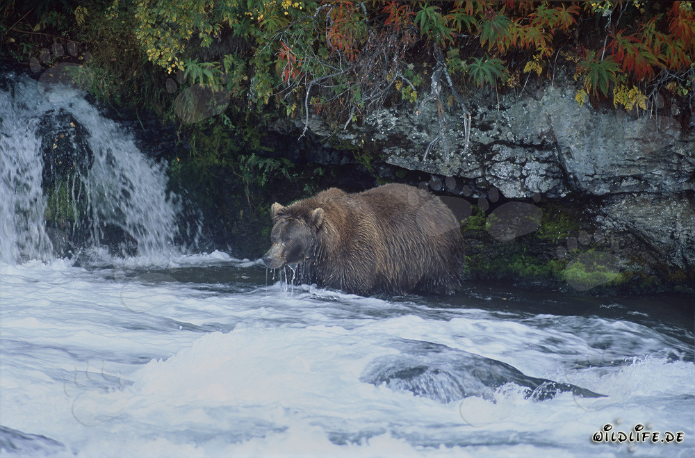 Orso bruno alla ricerca di salmoni alla cascata