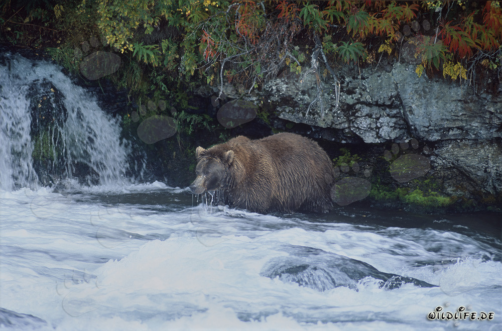 Oso pardo en busca de salmones en la cascada