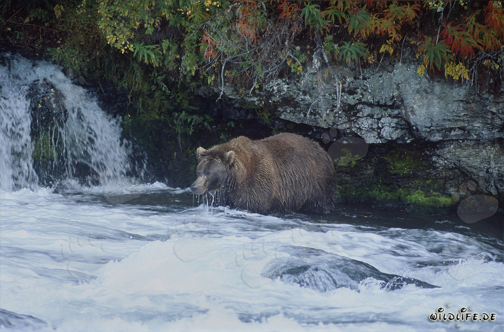 Ours brun à la recherche de saumons à la cascade
