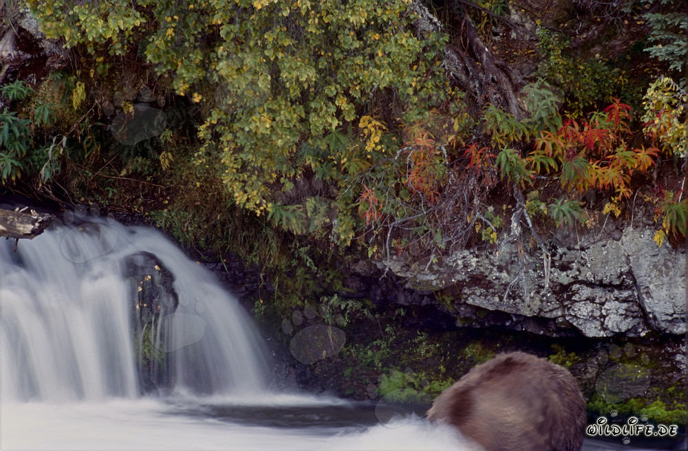 Brown Bear Underwater Hunting in Autumn Light
