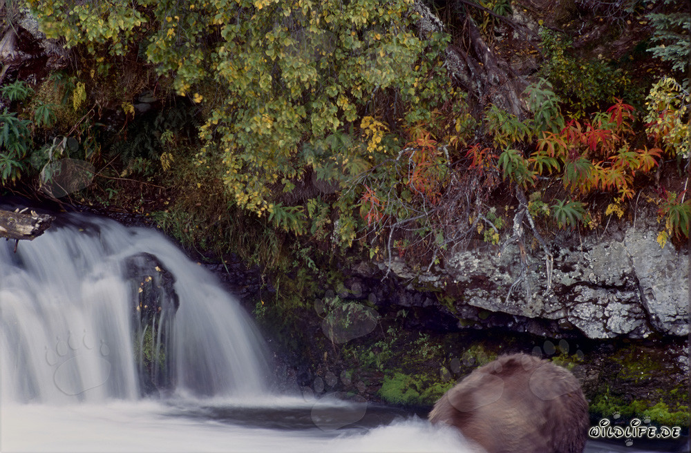 Orso bruno in caccia subacquea nella luce autunnale