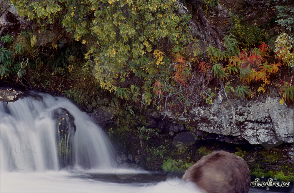 Oso pardo cazando bajo el agua en la luz de otoño