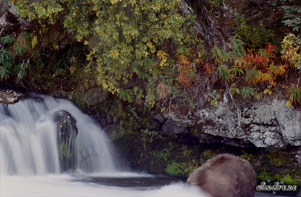 Ours brun chassant sous l'eau dans la lumière d'automne