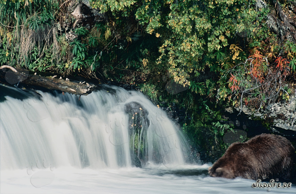 Orso bruno tuffa la testa sott'acqua