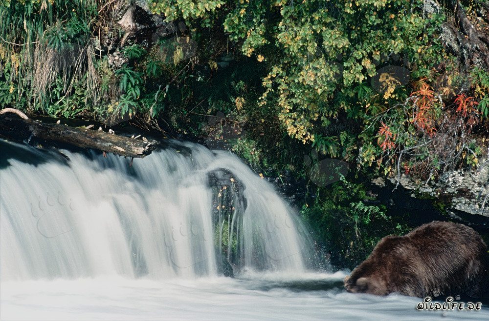 Ours brun plongeant sa tête sous l'eau