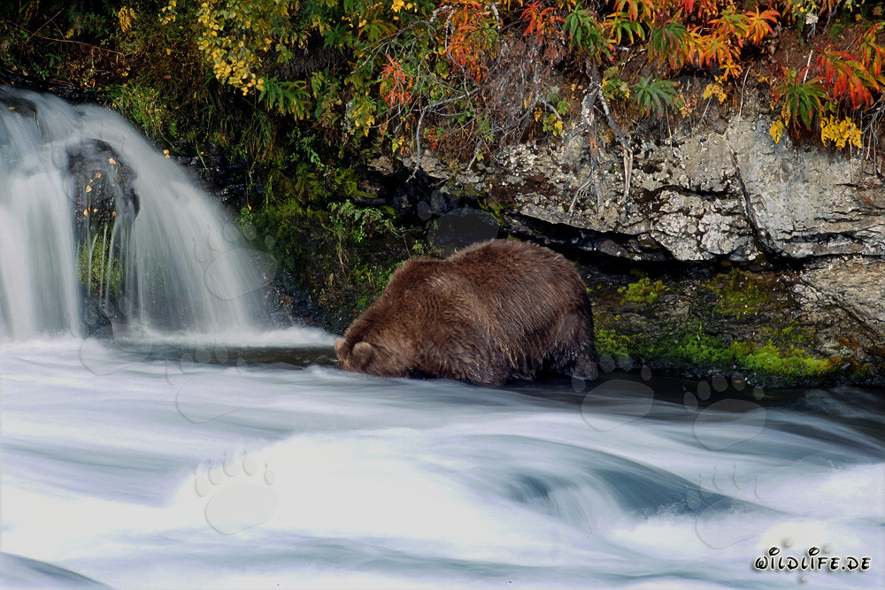 Brown Bear in autumnal scenery