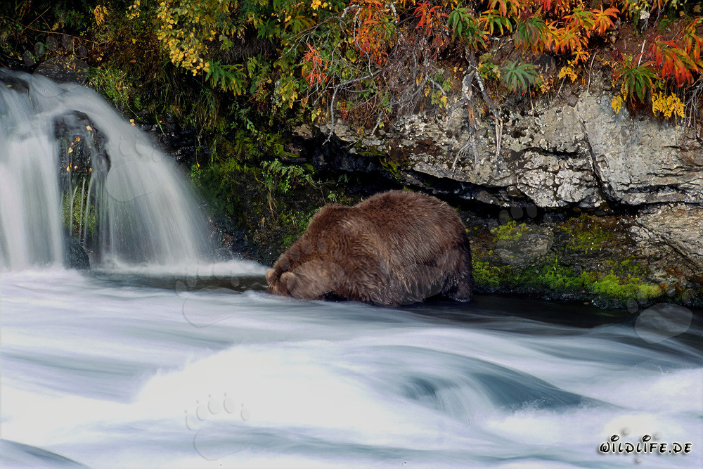 Orso bruno in un paesaggio autunnale