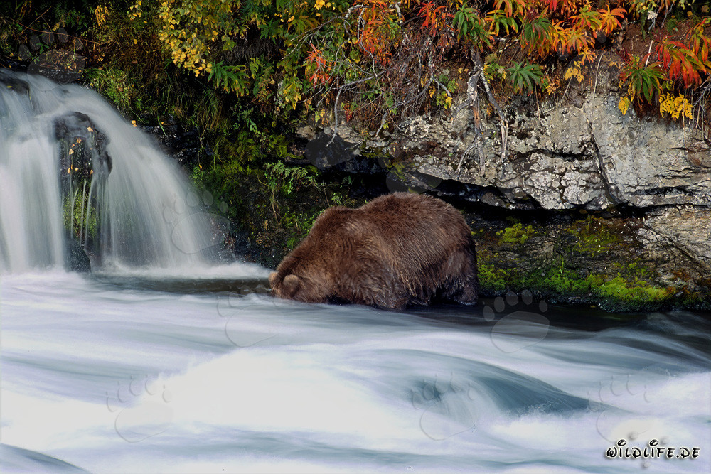 Oso pardo en un paisaje otoñal