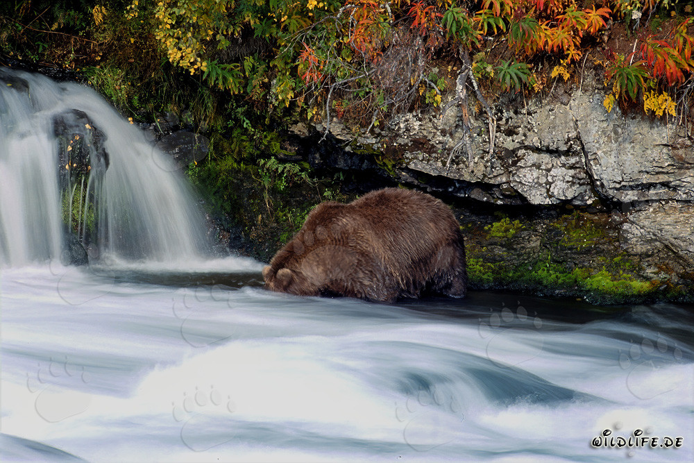 Ours brun dans un paysage automnal