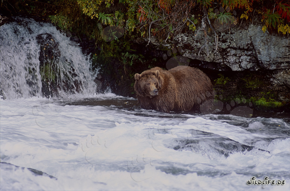 Majestätischer Braunbär beobachtet am Brooks River Wasserfall im Herbst