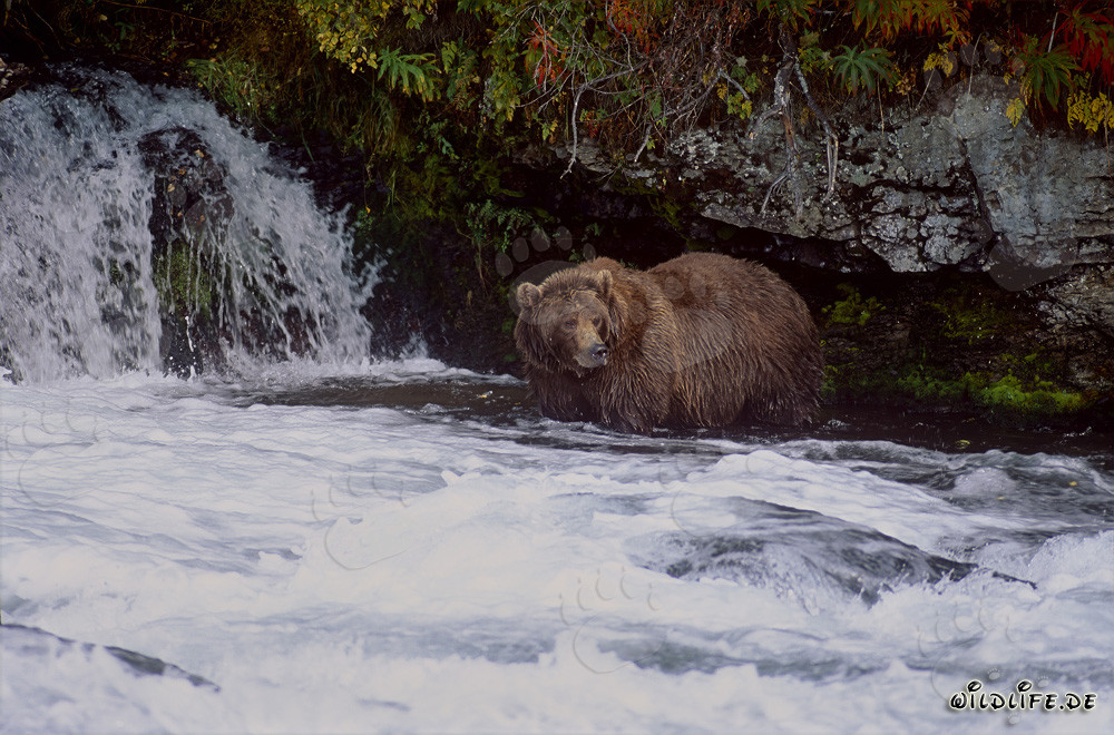 Majestic Brown Bear spotted at Brooks River Waterfall in the Fall