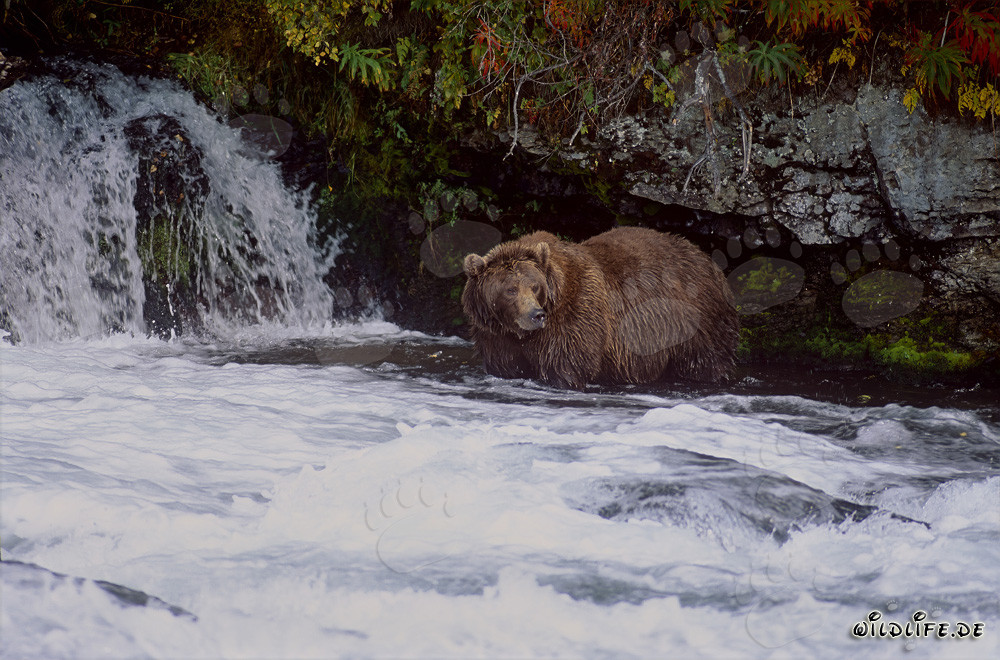 Maestoso orso bruno osservato alla cascata del fiume Brooks in autunno