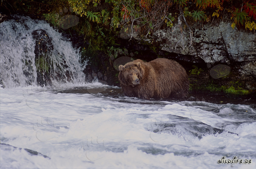 Ours brun majestueux observé à la cascade de la rivière Brooks en automne