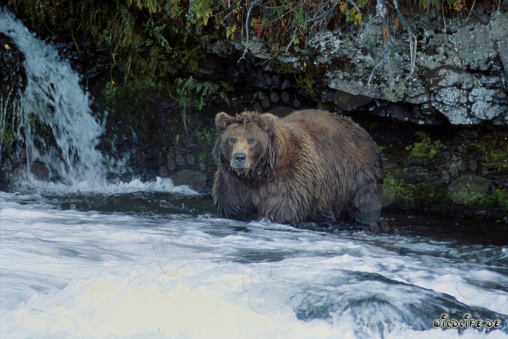 Majestätischer Braunbär beobachtet den Wasserfall