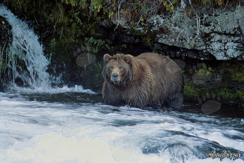 Majestic brown bear observing the waterfall