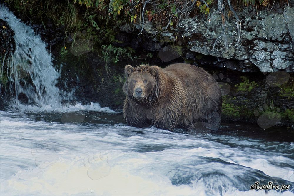 Maestoso orso bruno osserva la cascata