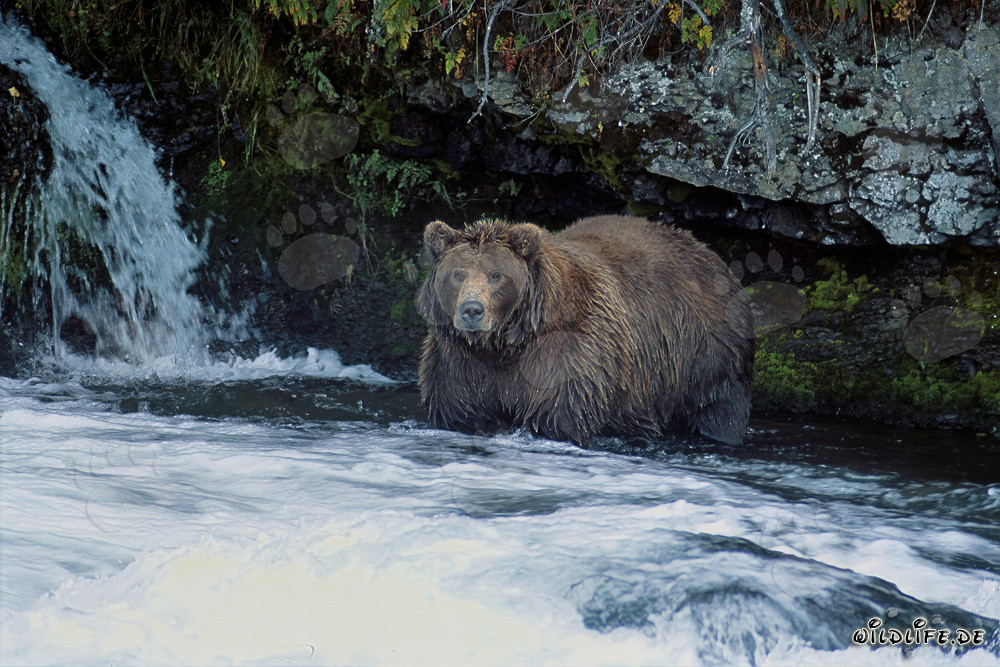 Oso pardo majestuoso observando la cascada