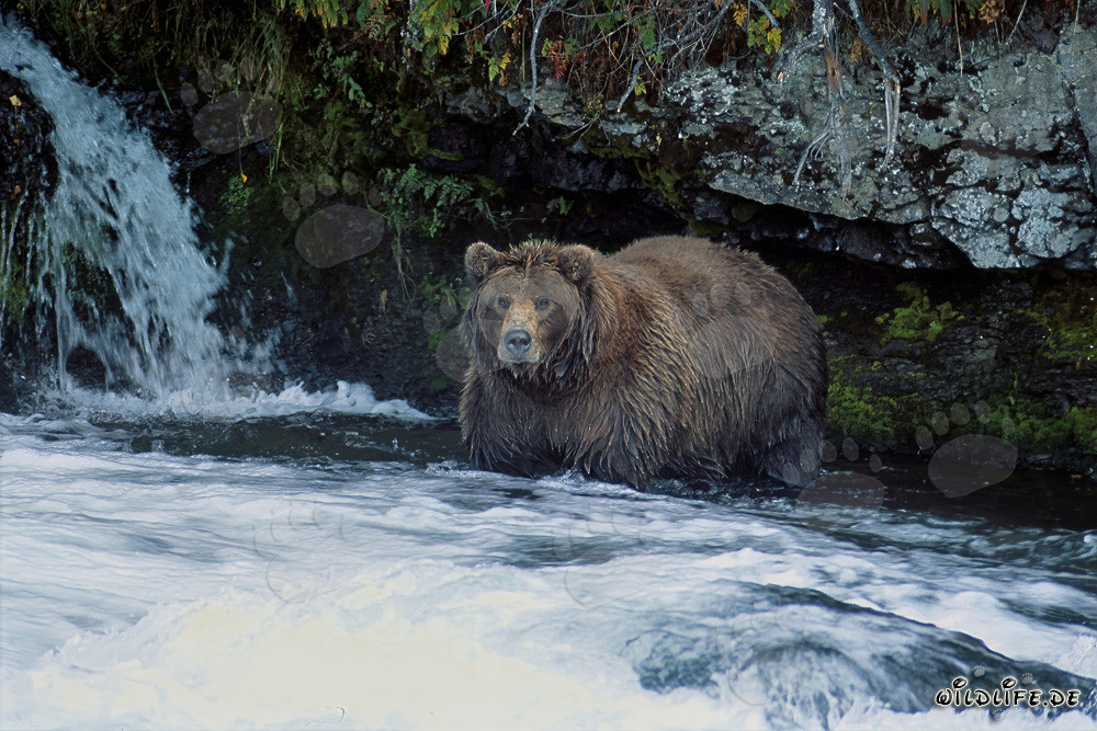 Ours brun majestueux observant la cascade