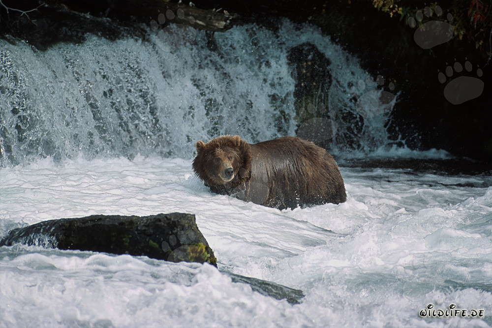 Orso bruno pesca salmoni in un fiume impetuoso
