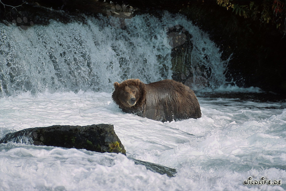 Oso pardo atrapa salmones en un río caudaloso