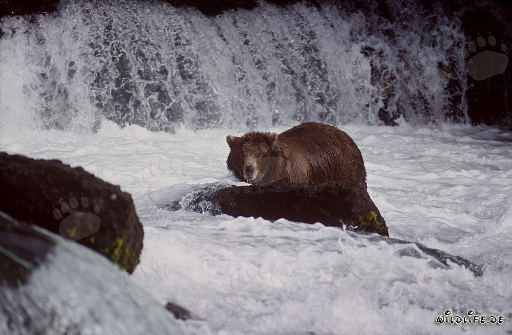 Large brown bear searching for salmon in the Brooks River waterfall