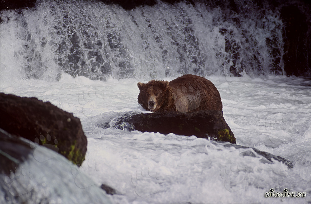 Grande orso bruno alla ricerca di salmoni alla cascata del fiume Brooks
