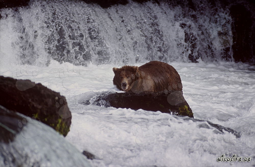 Gran oso pardo en busca de salmones en la cascada del río Brooks