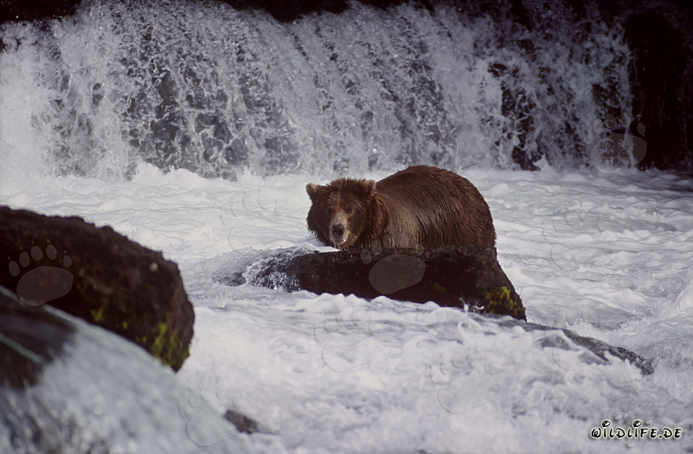 Grand ours brun à la recherche de saumon à la chute d'eau de la rivière Brooks