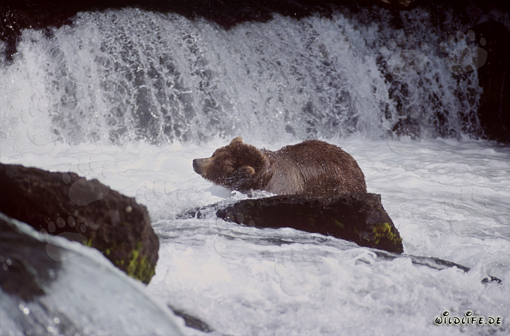 Braunbär schüttelt das Wasser ab